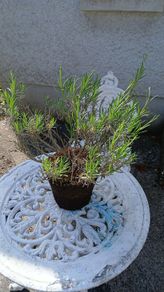 plants