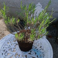plants