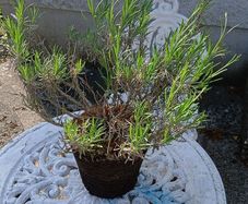 plants