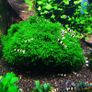 Riccardia chamedryfolia (MINI PELIA) 30ml 5 cups Image 3