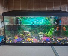 Aquael Leddy 60 Complete Aquarium Set.