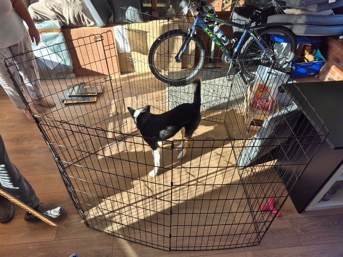 Metal dog playpen