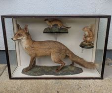 Antique 1900s Taxidermy Fox, Stoat and Red Squirrel in Case