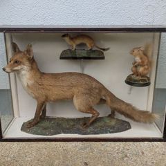 Antique 1900s Taxidermy Fox, Stoat and Red Squirrel in Case