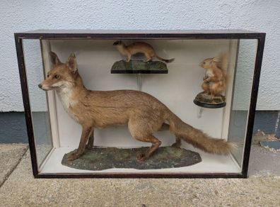 Antique 1900s Taxidermy Fox, Stoat and Red Squirrel in Case
