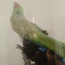 Taxidermy Bird Diorama Image 4