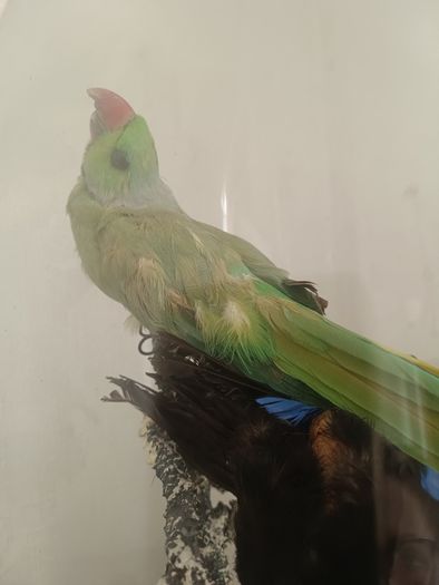 Taxidermy Bird Diorama