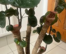 plant