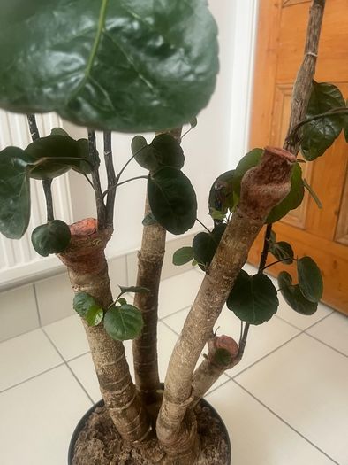 plant