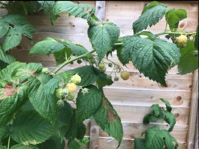 Yellow Big Raspberry plant