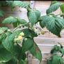 Yellow Big Raspberry plant Image 6