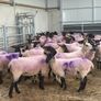 Suffolk X Hoggets  (organic) Image 5