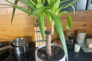 indoor plant
