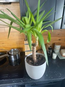 indoor plant