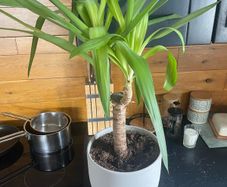 indoor plant