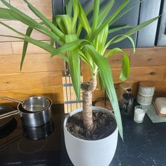 indoor plant