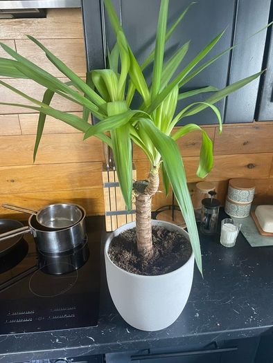 indoor plant