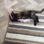 cat Image 3