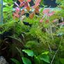 Fish Tank Plants Image 4