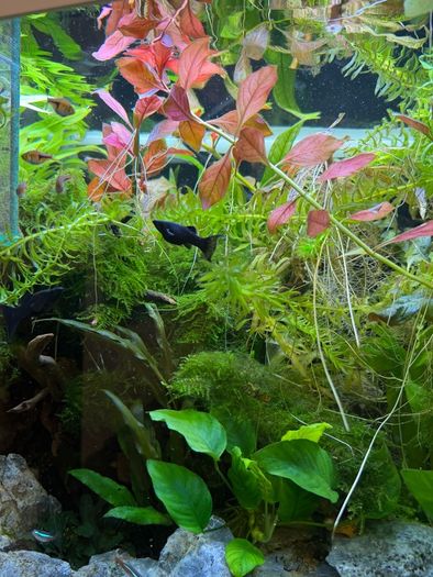 Fish Tank Plants
