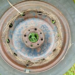 spare wheel