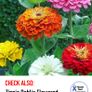 (Z) Zinnia Purple Prince seeds 1g (approx. 100 seeds) (414796) Image 4