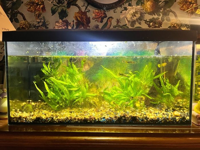 Fish tank