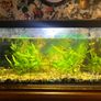 Fish tank Image 2
