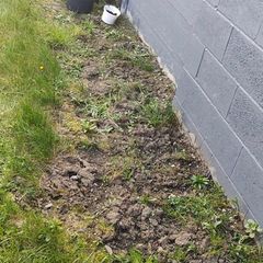 Back garden