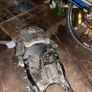 cbr 1000rr subframe Image 2