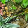 Paludarium for vampire crabs Image 5
