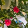 baby sun rose Image 3
