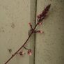 plants Image 2