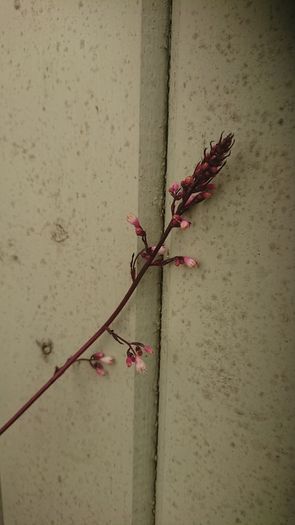 plants