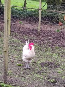 Roosters