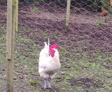 Roosters