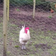 Roosters