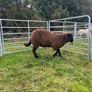 Ewe and Ram Lambs for sale Image 2