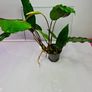 Anubias Selection. Image 5