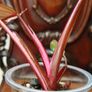Philodendron Red Anderson Image 9