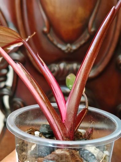 Philodendron Red Anderson