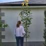 trees for sale Image 7