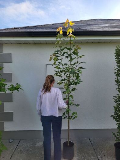 trees for sale