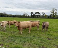 Organic cattle