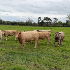 Organic cattle
