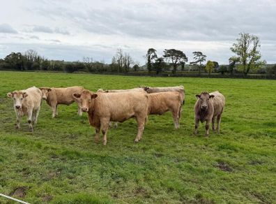 Organic cattle