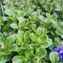 London Pride (Saxifraga umbrium) Image 3