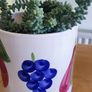 Plant Sedum Buritto Image 3