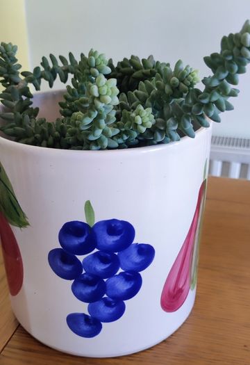 Plant Sedum Buritto