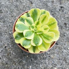 plant
